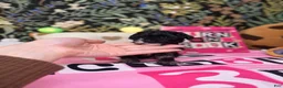 Toy Poodle dogs for sale: Frances - Ad 9
