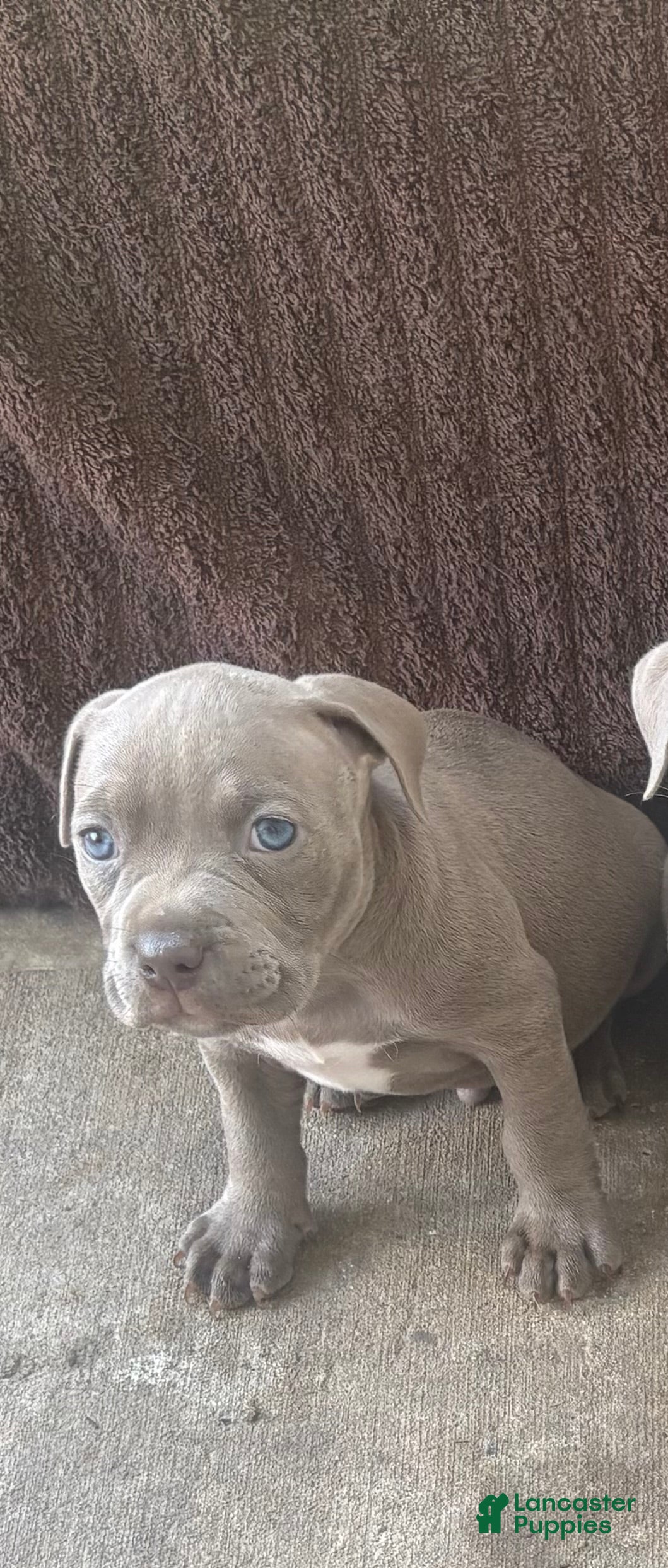Mixed Breed dogs Riot - Ad 37