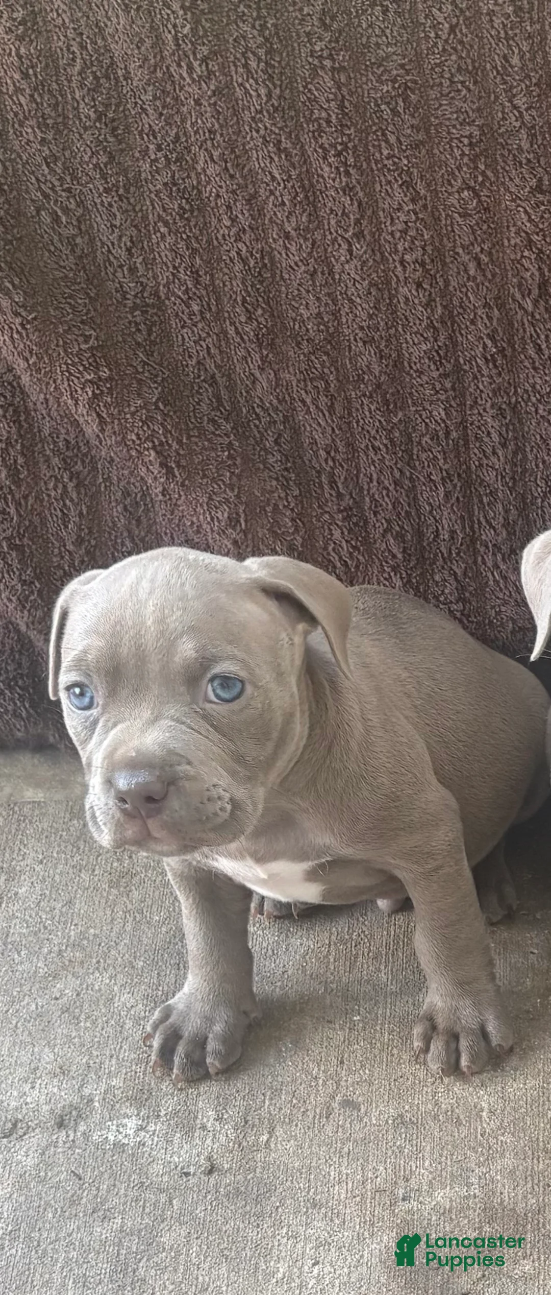 Mixed Breed dogs for sale: Riot - Ad 1