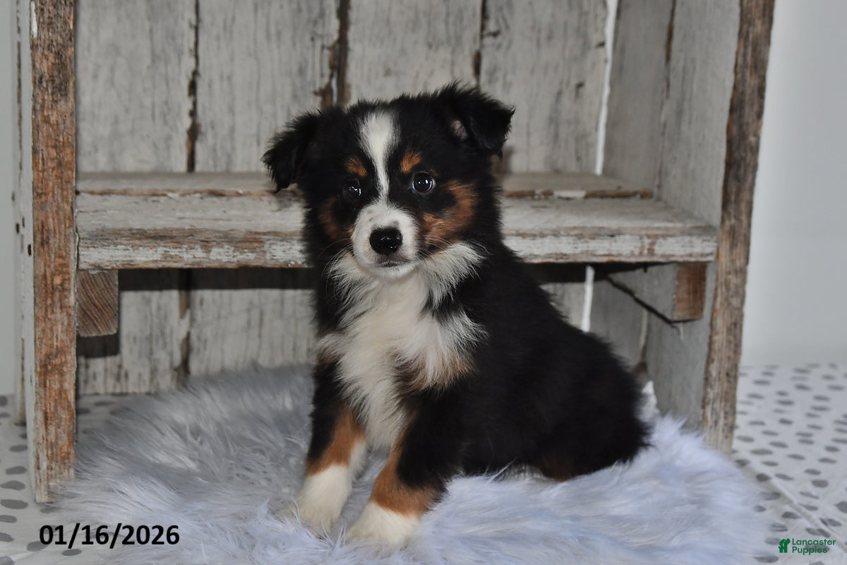 Australian Shepherd dogs Luna  - Ad 12