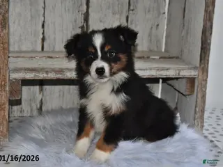 Australian Shepherd dogs Luna - Ad 19