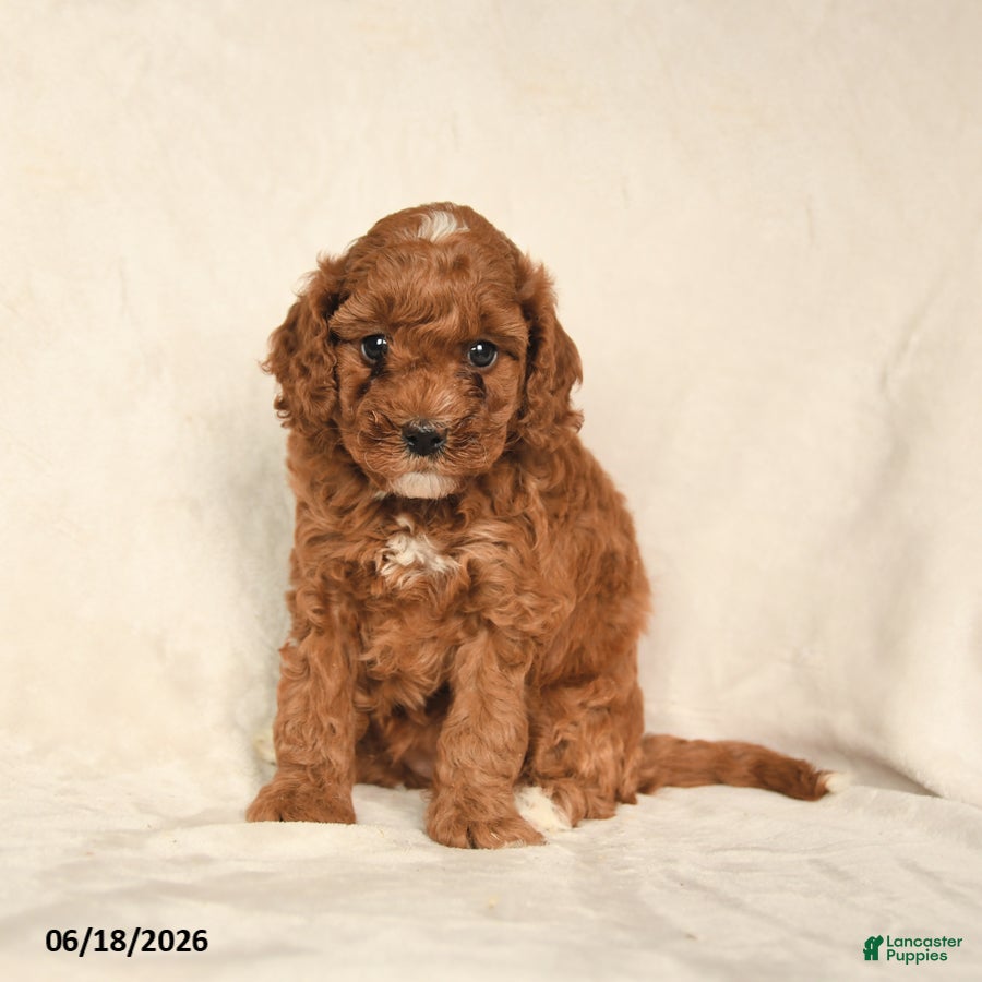 Cavapoo dogs Hope - Ad 1