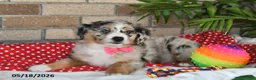 Australian Shepherd dogs for sale: Petunia - Ad 3