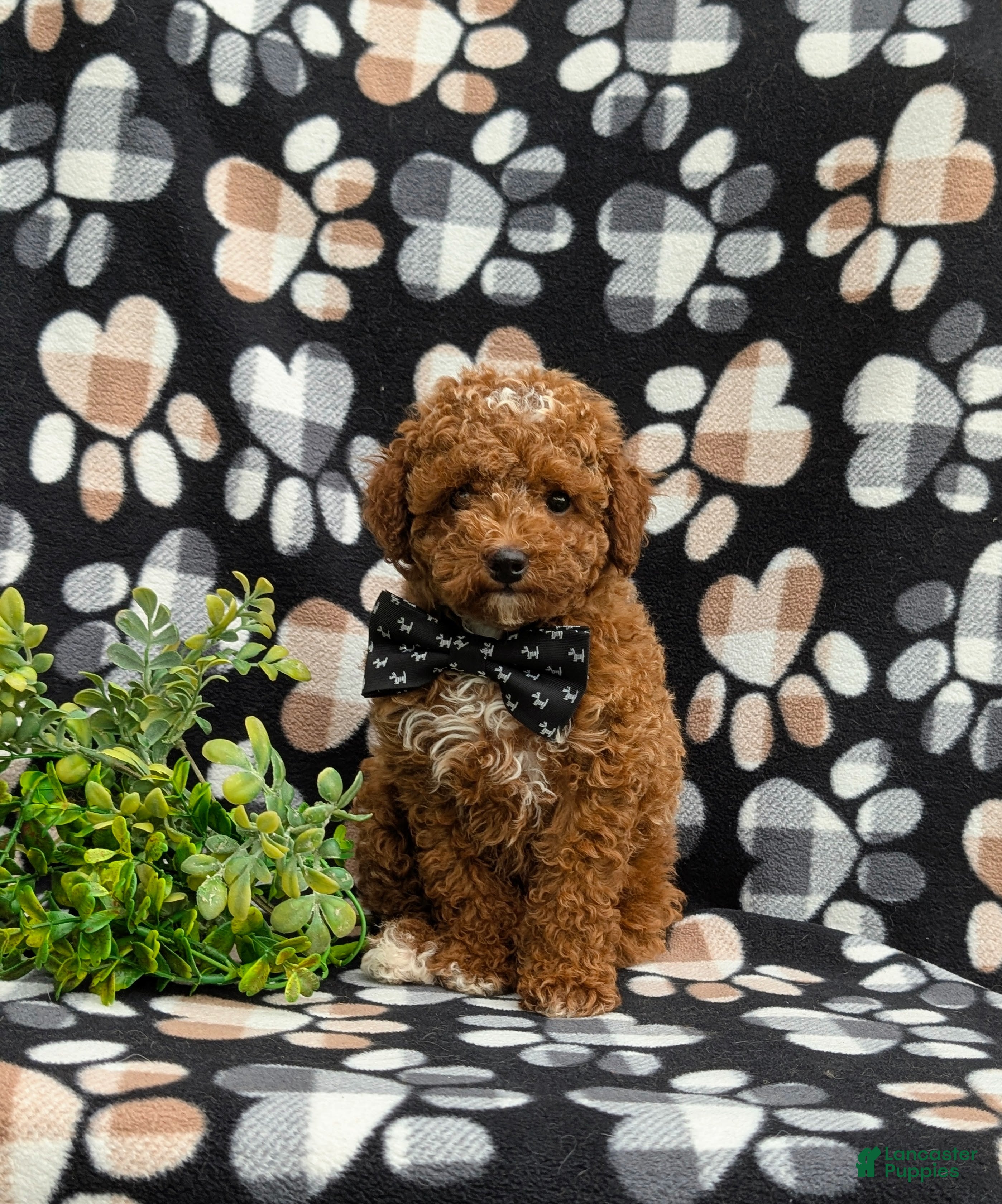 Toy Poodle dogs Walker 8 lbs Full Grown - Ad 1