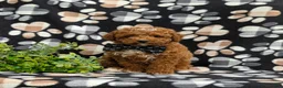 Toy Poodle dogs for sale: Walker 8 lbs Full Grown - Ad 1