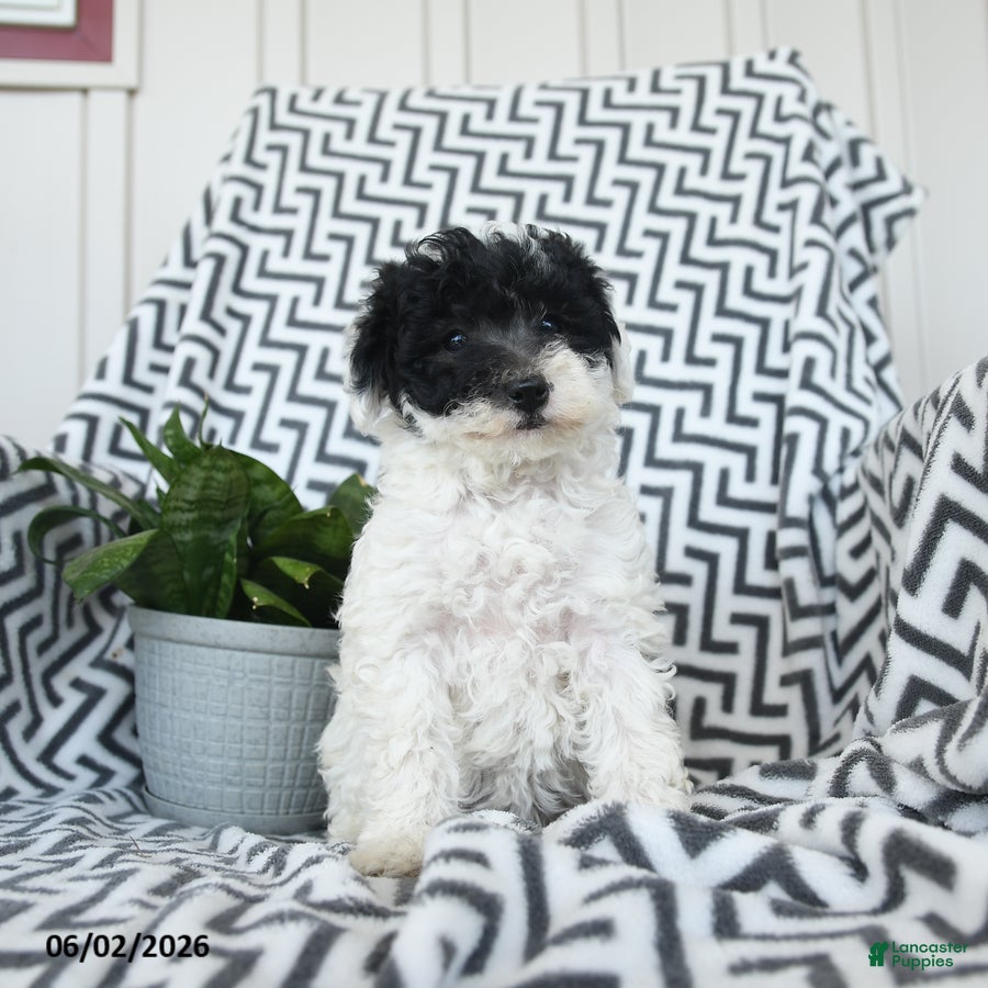 Bichpoo dogs for sale: Oreo - Ad 2