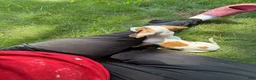Miniature Dachshund dogs for sale: Sport - Ad 5