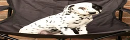 Dalmatian dogs for sale: Abby - Ad 6