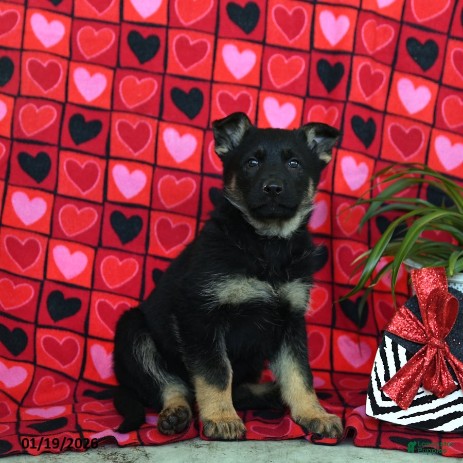 German Shepherd dogs Quest - Ad 33