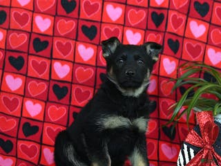 German Shepherd dogs Quest - Ad 20