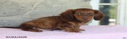 Miniature Dachshund dogs for sale: Winston - Ad 4