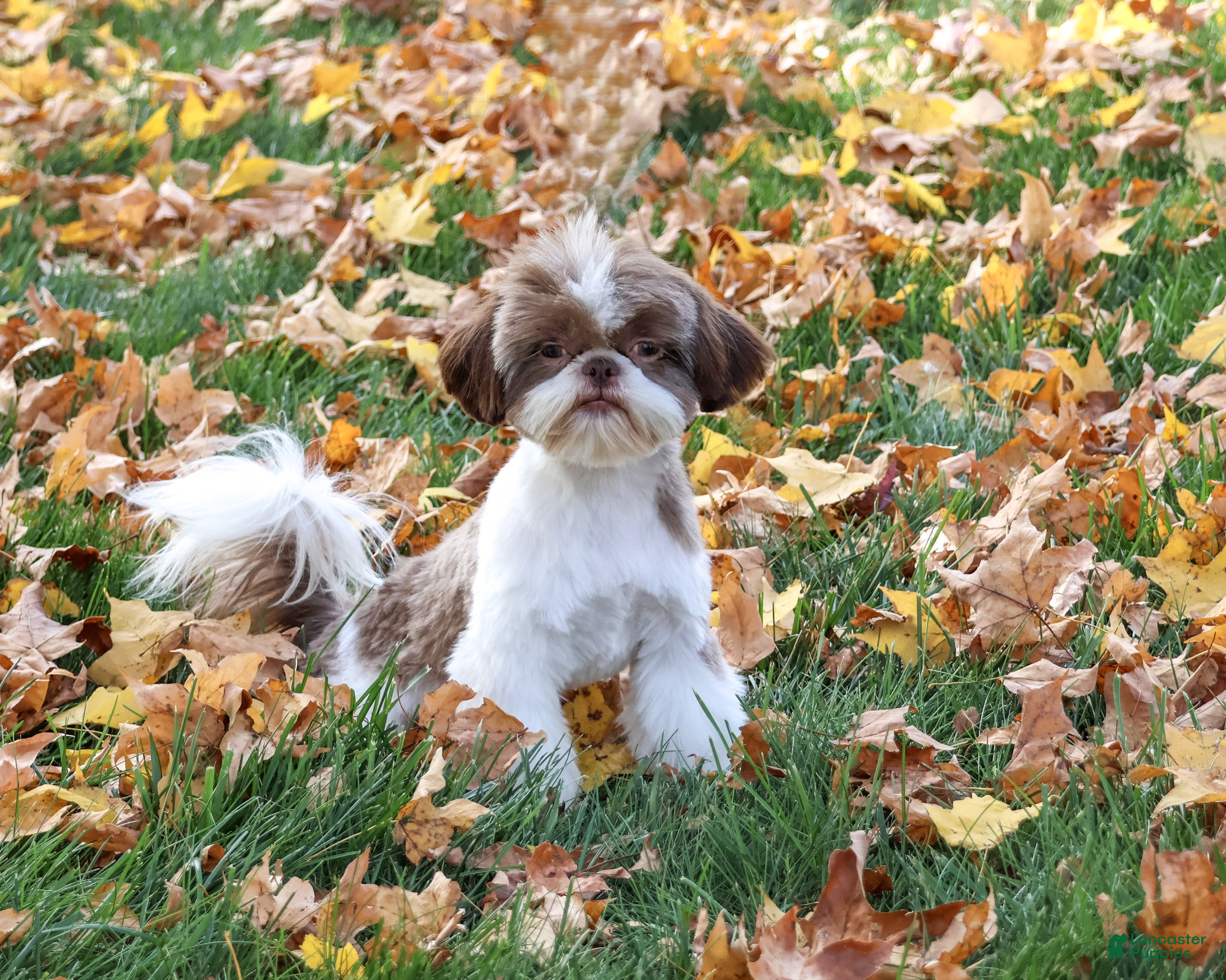 Shih Tzu dogs for sale: Andre - Ad 1