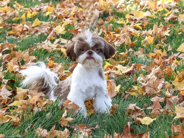 Shih Tzu dogs for sale: Andre - Ad 1