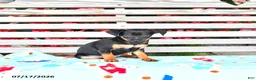 Miniature Pinscher dogs for sale: Jess  - Ad 3
