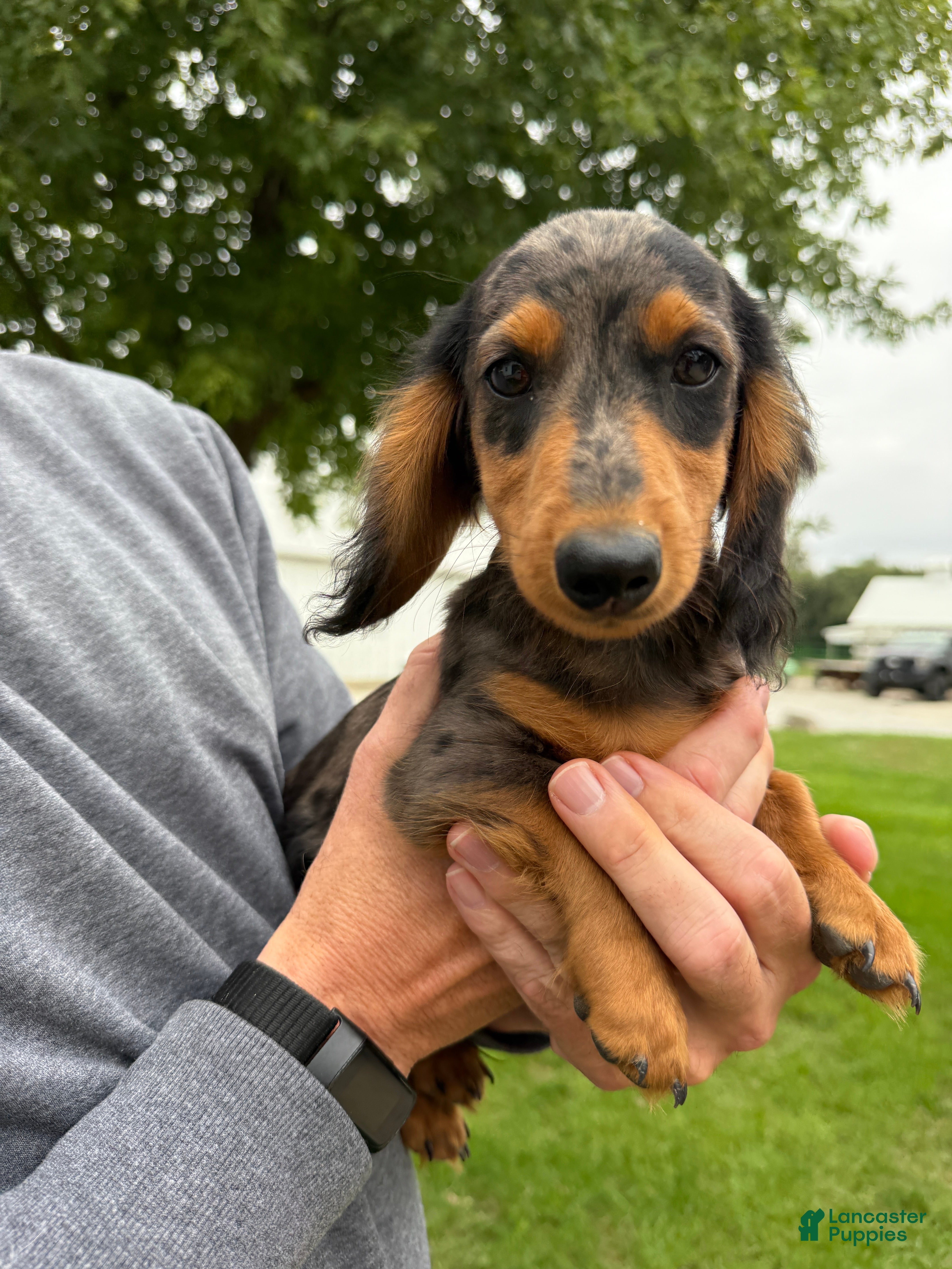 Miniature Dachshund dogs Chuck - Ad 1