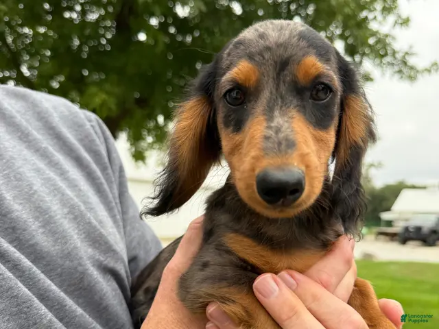 Miniature Dachshund dogs Chuck - Ad 1