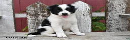 Border Collie dogs for sale: Duchess - Ad 4