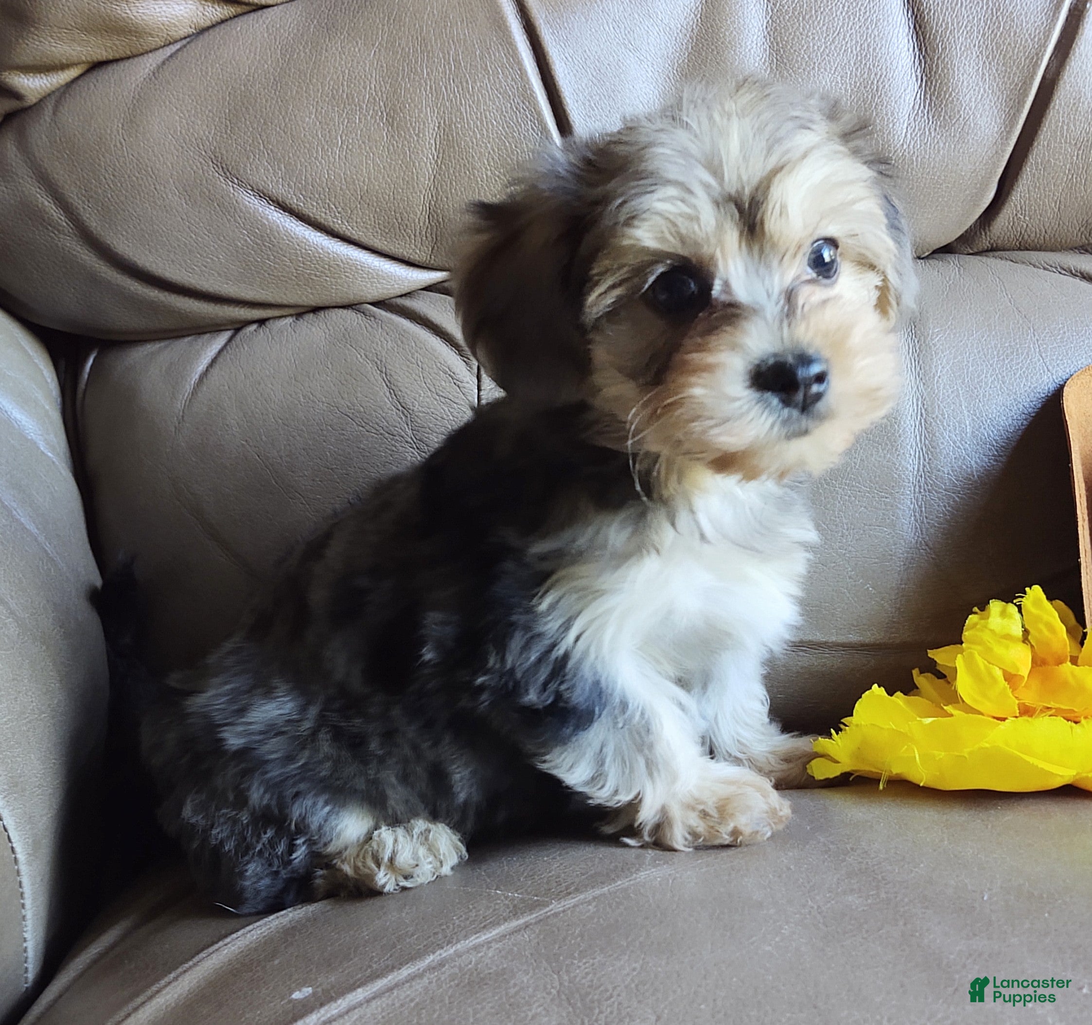 Yorkiepoo dogs Ms. Teapot  - Ad 1