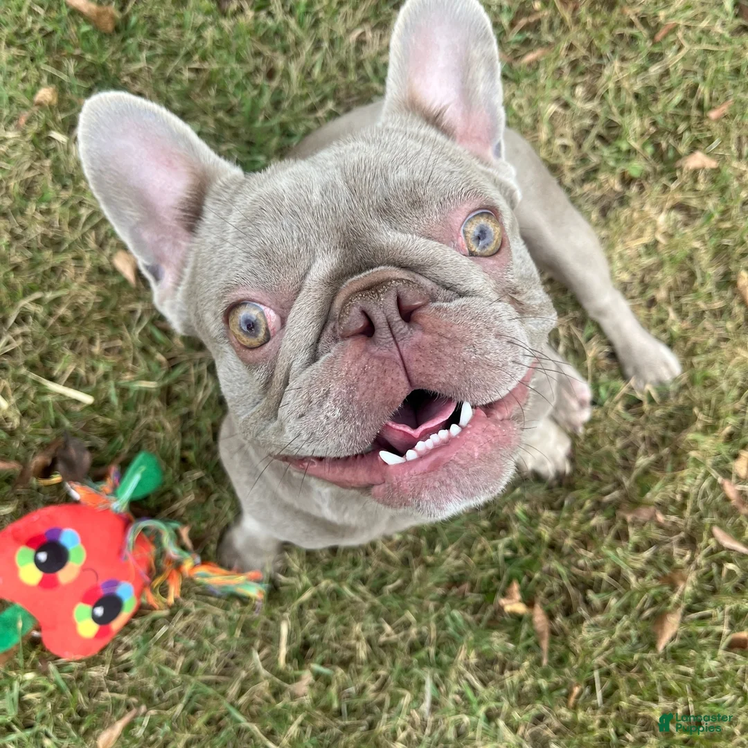 French Bulldog dogs for sale: French Bulldog Puppy 2 - Ad 12