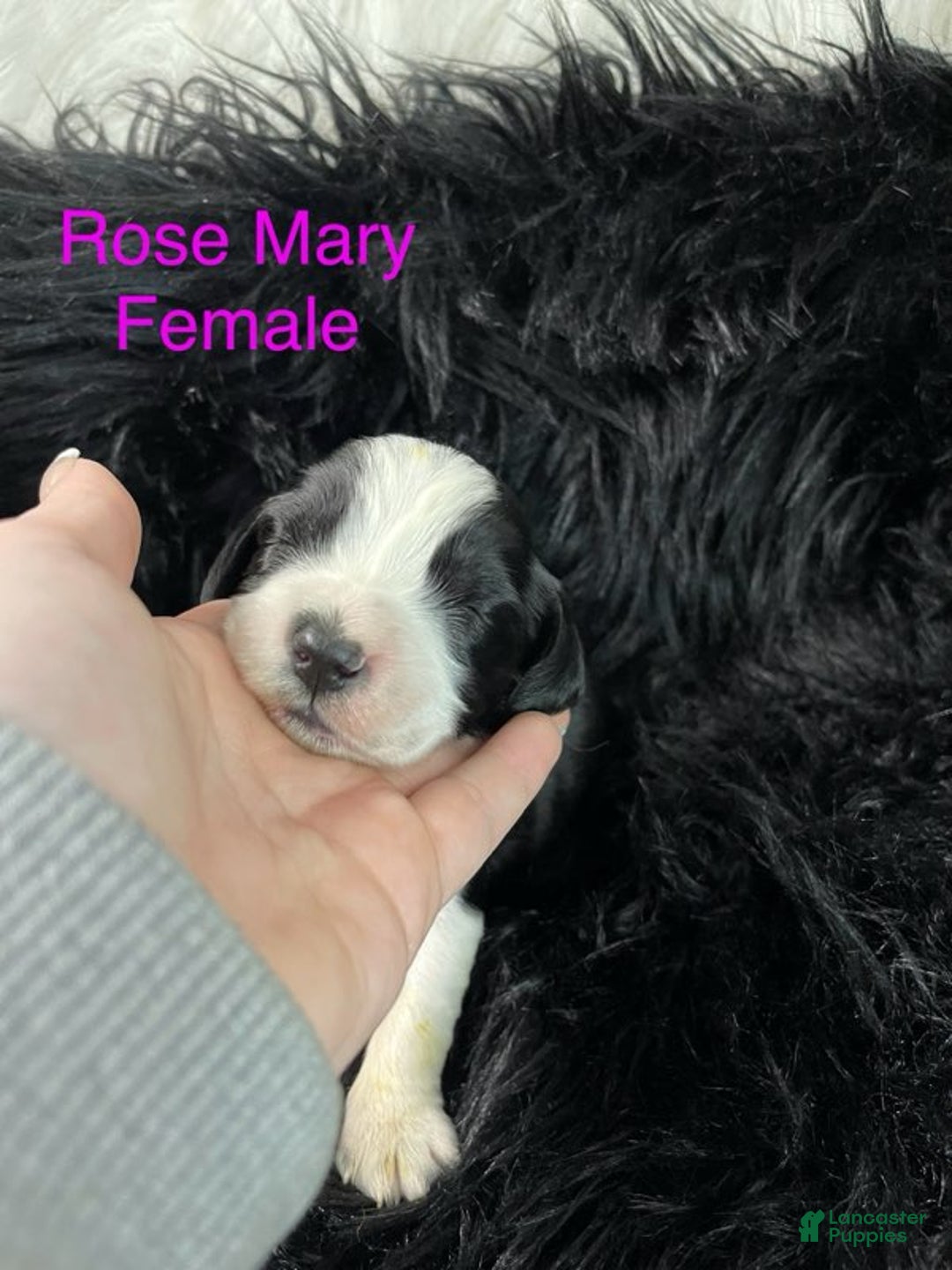 English Springer Spaniel dogs for sale: Rose Mary - Ad 1