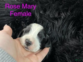 English Springer Spaniel dogs Rose Mary - Ad 24