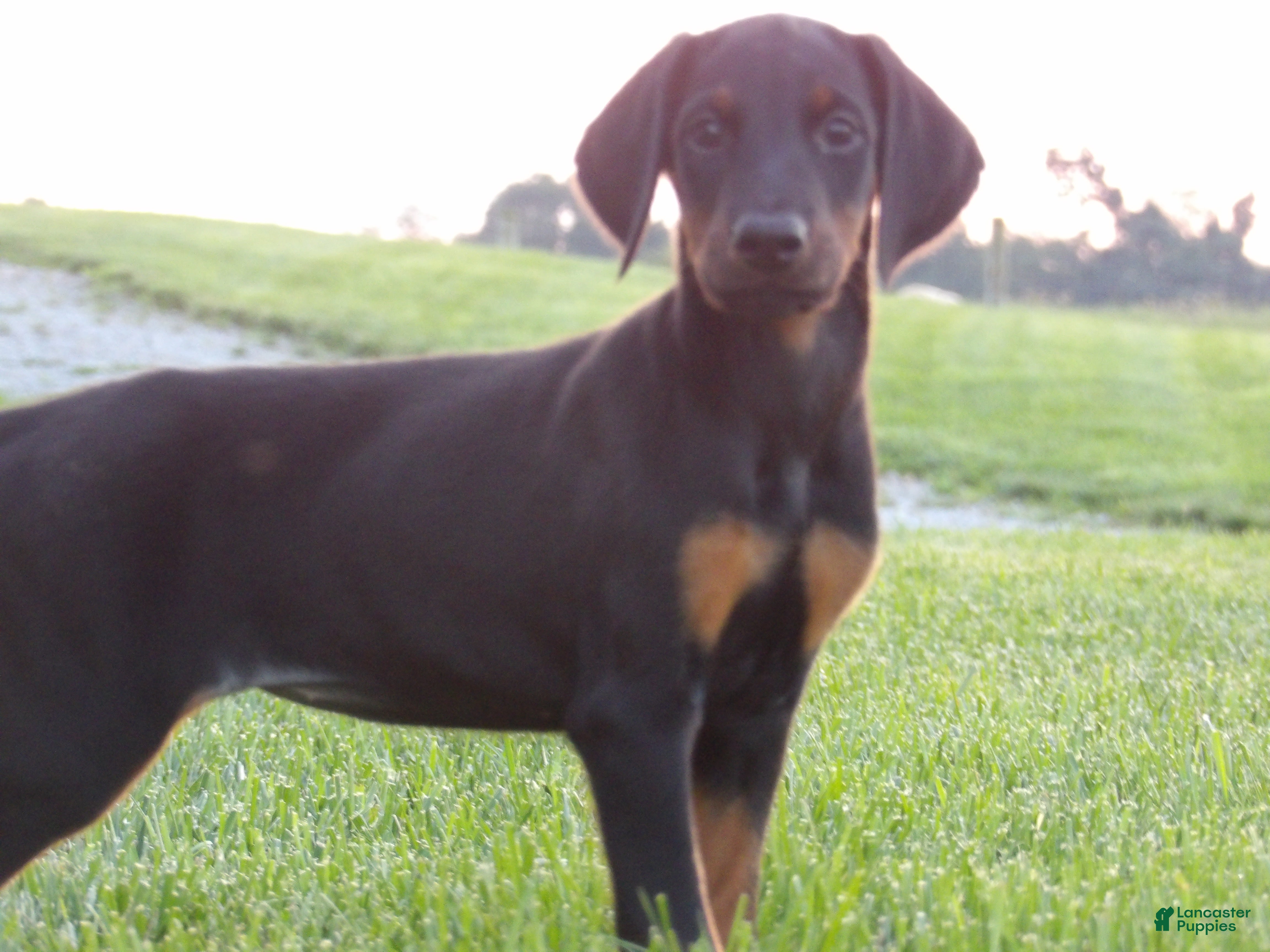 Doberman Pinscher dogs Izzy - Ad 2