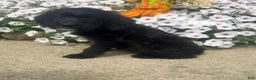 Mixed Breed dogs for sale: Sally - Ad 2