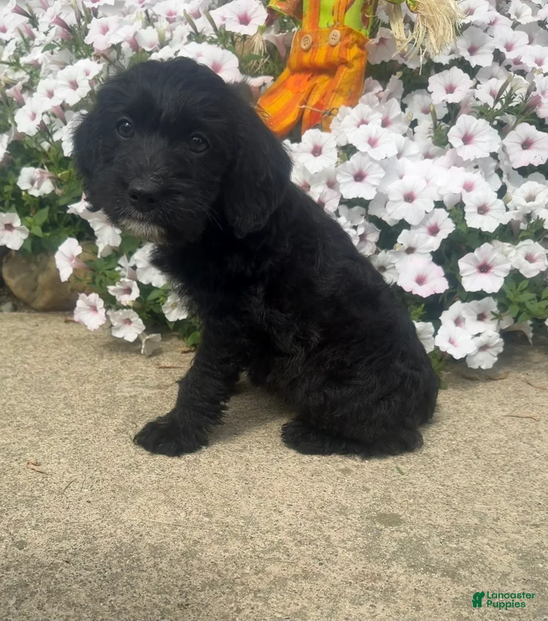 Mixed Breed dogs for sale: Sally - Ad 2