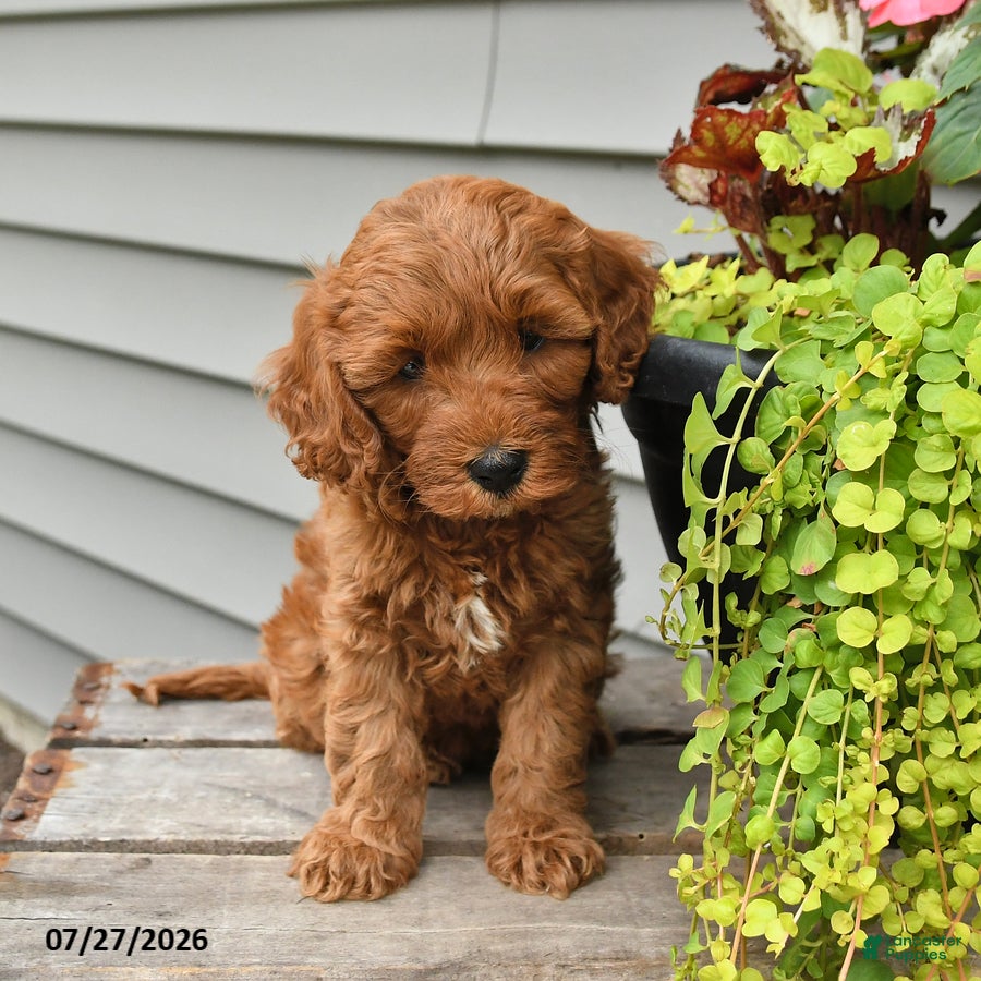 Cavapoo dogs Ivy - Ad 1