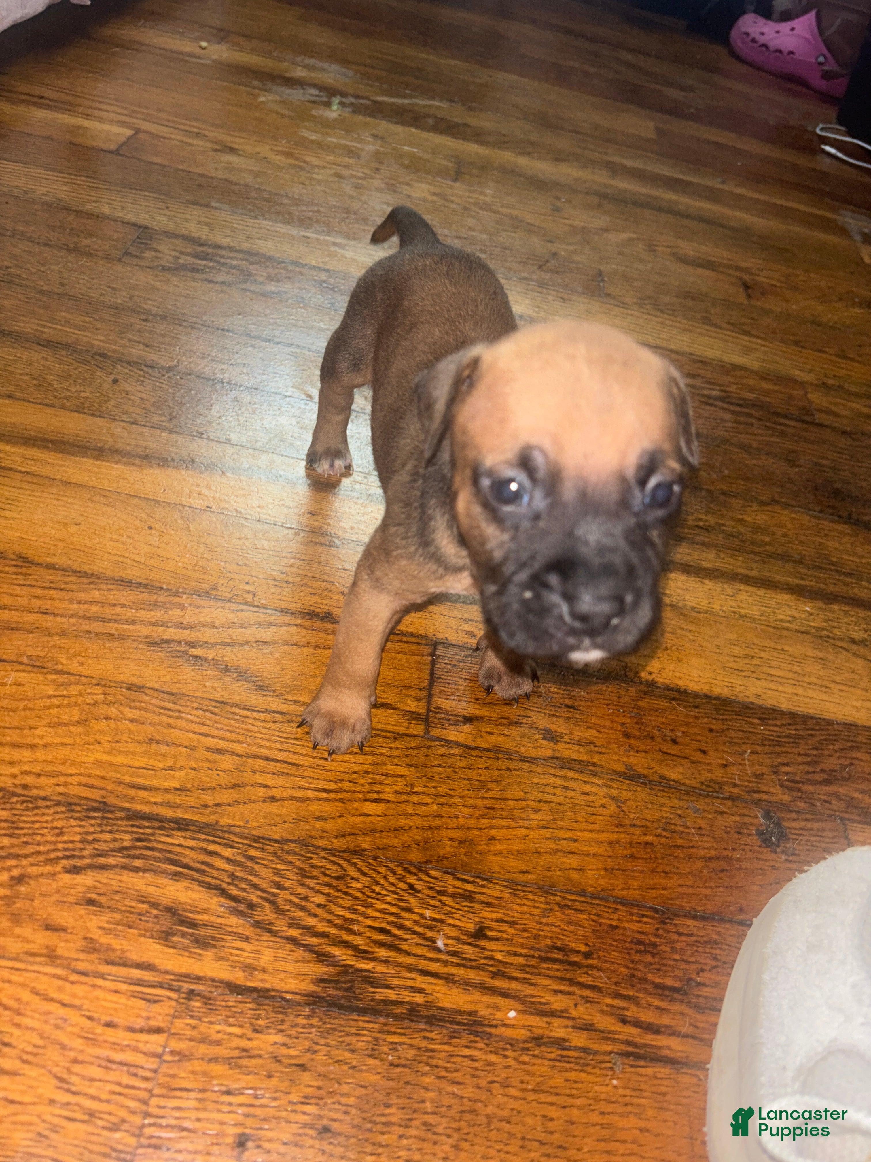 Mixed Breed dogs Mixed Breed 2 - Ad 25