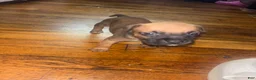 Mixed Breed dogs for sale: Mixed Breed 2 - Ad 1