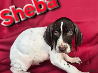 German Shorthaired Pointer dogs German Shorthaired Pointer Puppy 1 - Ad 21