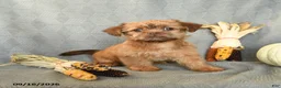 Shorkie dogs for sale: Hershey - Ad 4