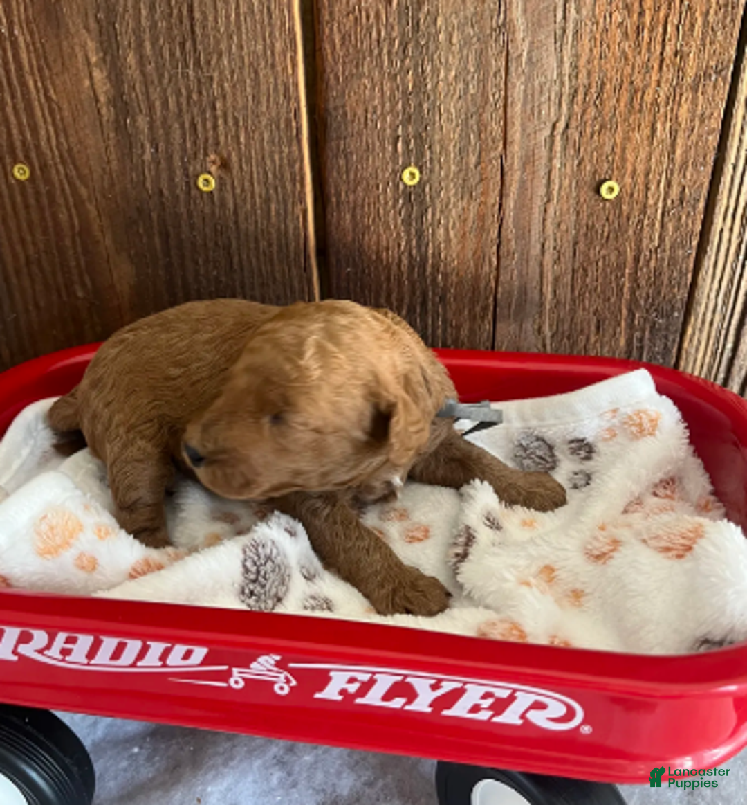 Mini Goldendoodle dogs for sale: Bagel - Ad 2