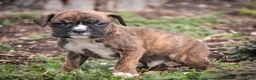 Boxer dogs for sale: Jones - Ad 6