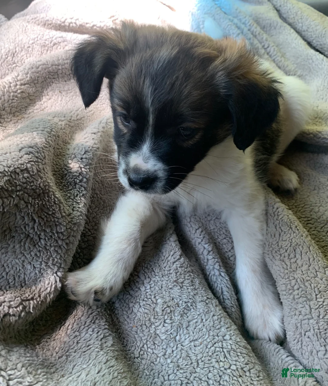 Chihuahua dogs for sale: Chihuahua Puppy 1 - Ad 1