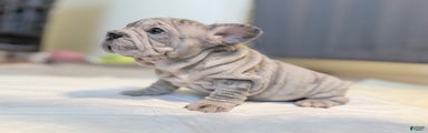 French Bulldog Puppy 6