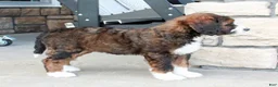 Bernedoodle dogs for sale: Bella - Ad 6