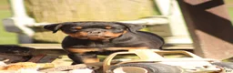 Rottweiler dogs for sale: Rottweiler 1 - Ad 1
