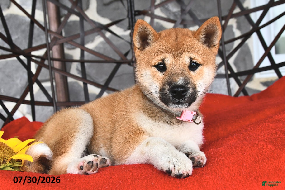 Shiba Inu dogs Maggie - Ad 1