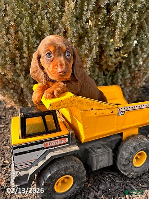 Miniature Dachshund dogs Max - Ad 2