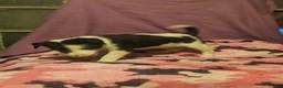 Border Collie dogs for sale: Tia (Call-Text) - Ad 7
