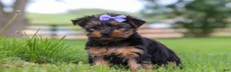 Yorkshire Terrier dogs for sale: Chloe - Ad 6