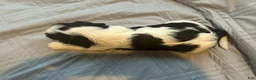 Cavalier King Charles Spaniel dogs for sale: Cavalier King Charles Spaniel 1 - Ad 1
