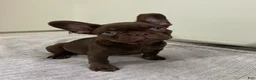 French Bulldog dogs for sale: Bear - Ad 3