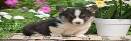 Welsh Corgi Pembroke dogs for sale: Cowboy - Ad 5