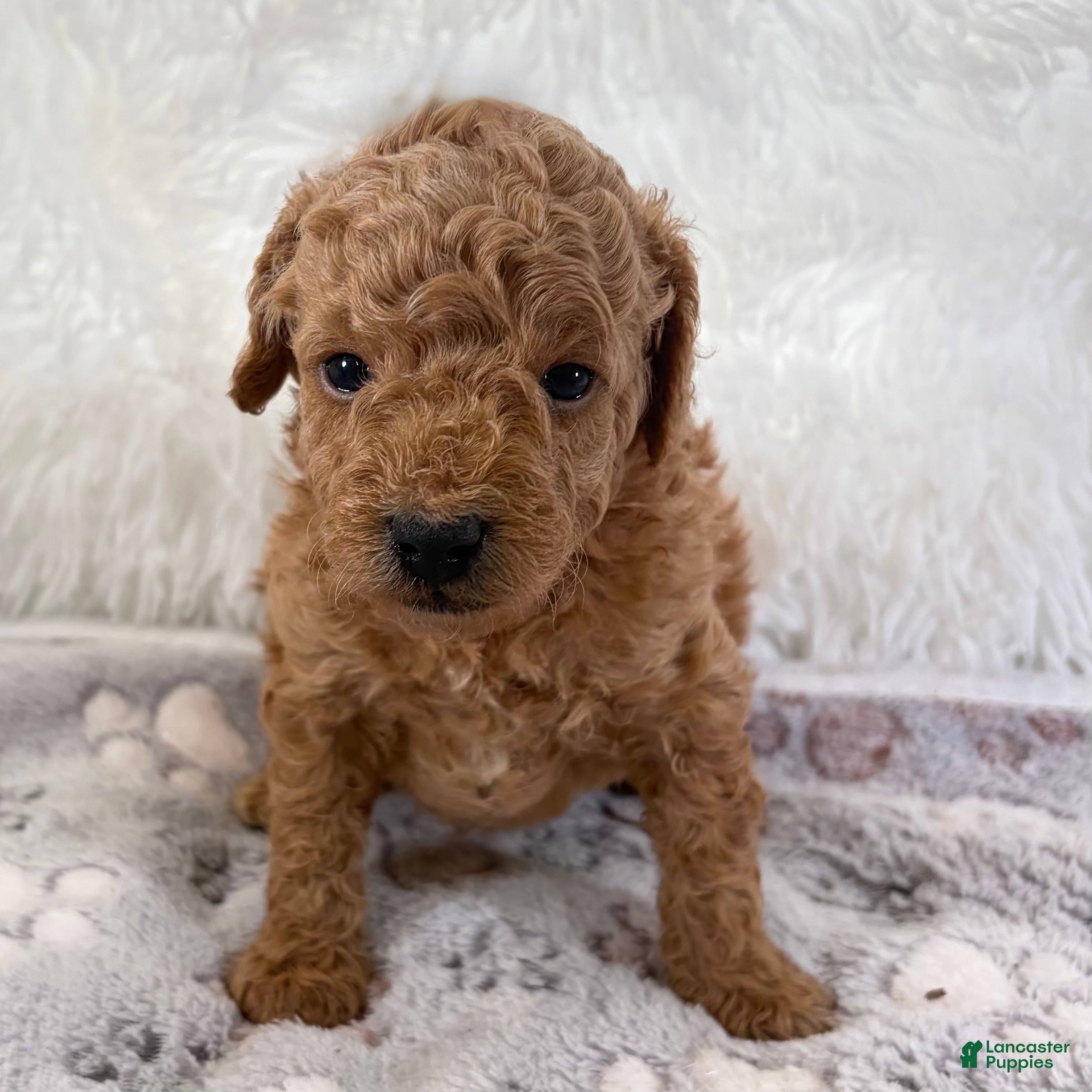 Toy Poodle dogs Bear - Ad 30