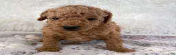 Toy Poodle dogs for sale: Bear - Ad 1