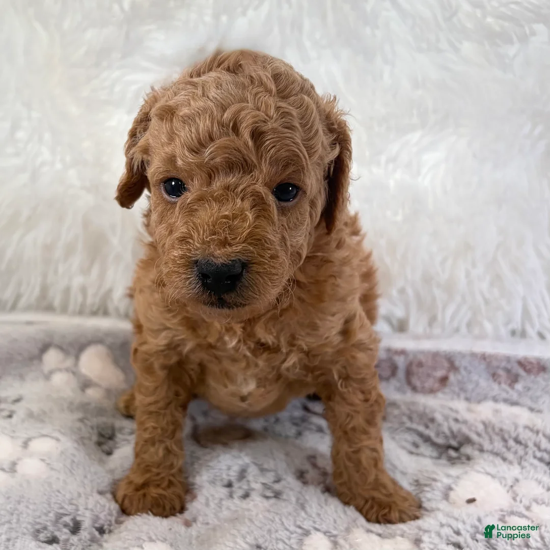 Toy Poodle dogs for sale: Bear - Ad 1