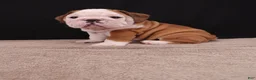 English Bulldog dogs for sale: Bruno - Ad 4